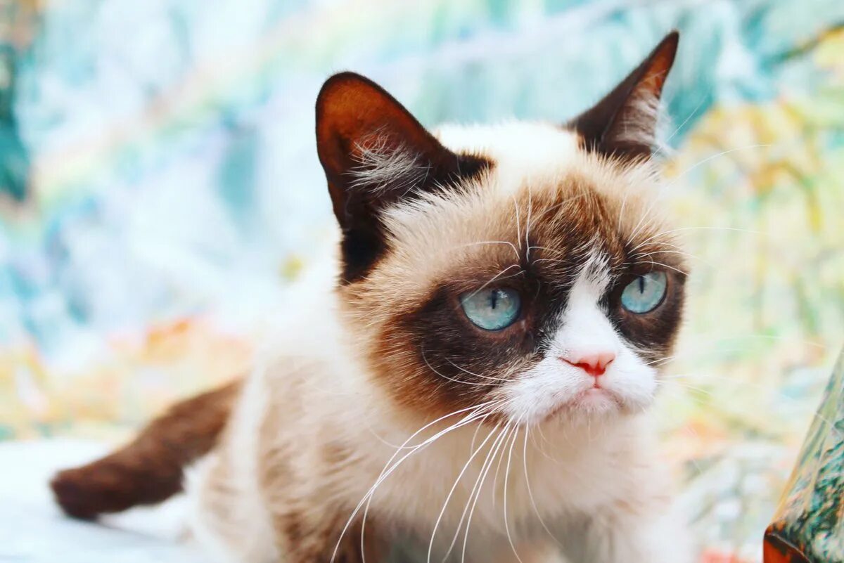 Угрюмый кот. Грампи кэт порода. сердитый кот grumpy cat. грэмми кэт. кот породы тард.