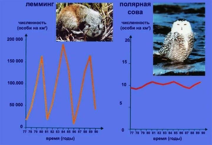 Численность популяции из года в год. Структура популяции животных таблица. Численность популяции. Динамика численности популяции. Численность структура популяции.