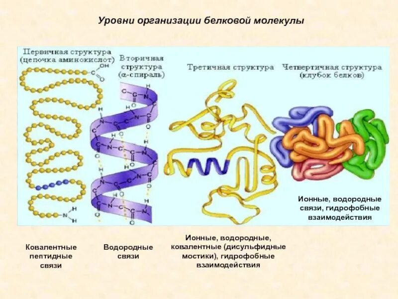 Белок уровень организации живого