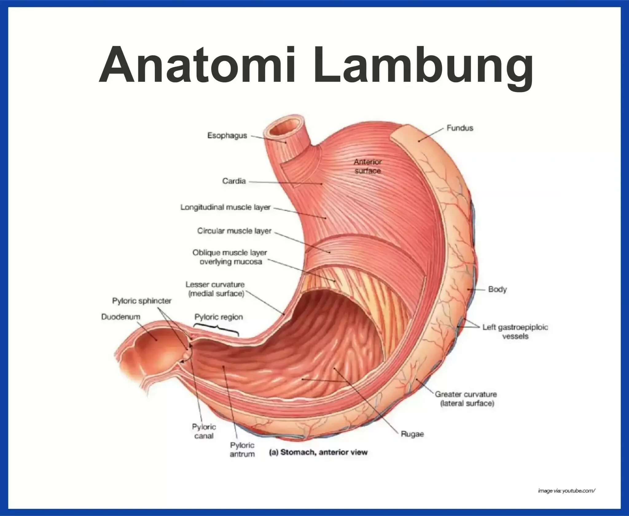 Стенки желудка анатомия. Стенка желудка строение и функции анатомия. Мышечная оболочка желудка анатомия. Привратник желудка анатомия. Наружная оболочка латынь