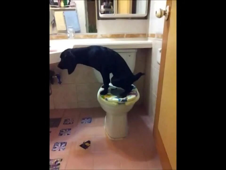 Почему собаки терпят в туалет. Туалет для собак. Почему собаки терпят в туалет. Хаски какает. Сортир для собак.