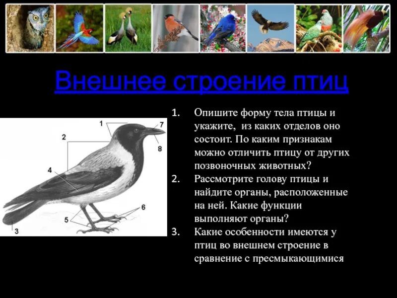 Перечислите особенности птиц. Форма тела птиц 7 класс биология. Отделы тела птиц 7 класс биология. Основные отделы тела птицы 7 класс биология. Биология особенности строения птиц.