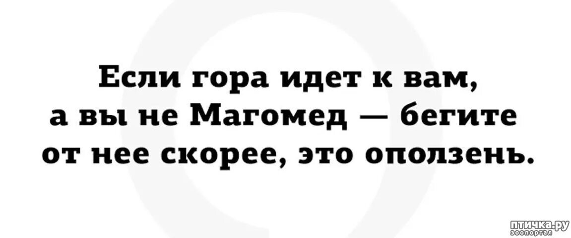 Если Магомед не идет к горе. Если гора не идет к Магомету то Магомет идет к горе. Если гора не идет. Если гора не идёт к Магомеду то Магомед идёт. Кто поет того горе не берет значение