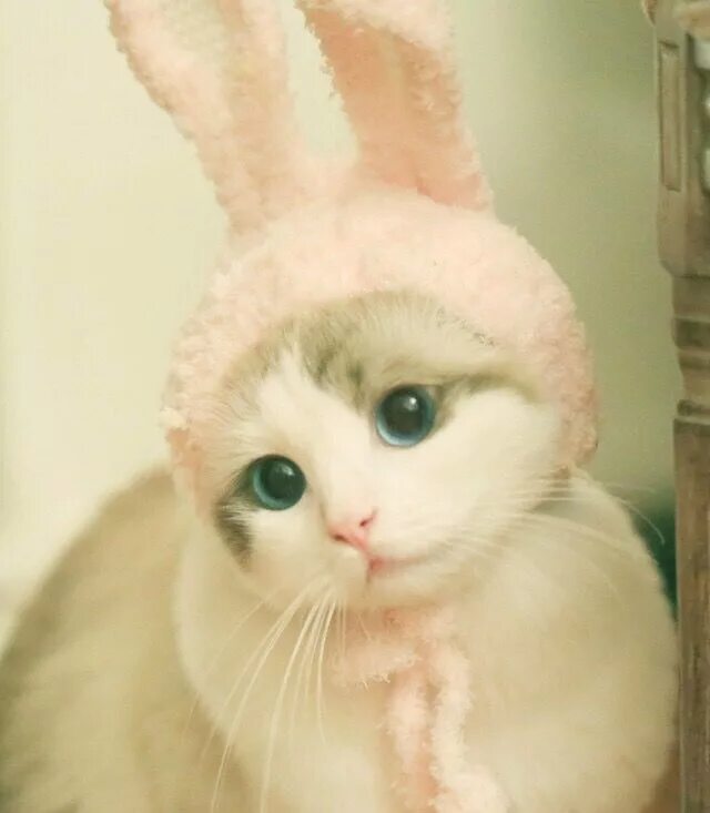 Kittenx. Милый прикури. Милые котейки. Кот в бинтах. Милый котик.