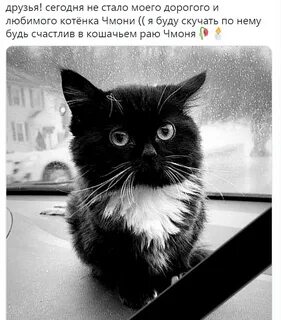 Чмони