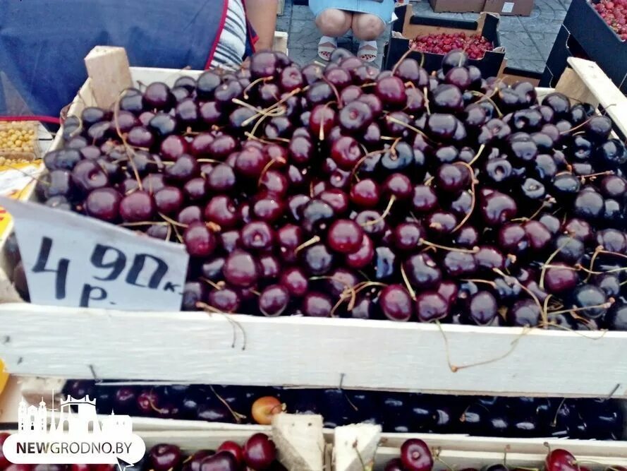 Килограмм черешни. Кило черешни. Сады черешни узбекистан. Черешня на рынке. Килограмм черешни стоит.