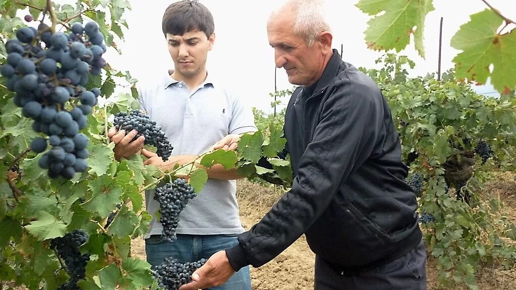 Совхоз Алиева Дербентский район виноград. Виноделие в Республике Дагестан. Виноградарство и виноделие Дагестана. Виноградари и виноделы в Крыму. Виноградарь краснодарский край