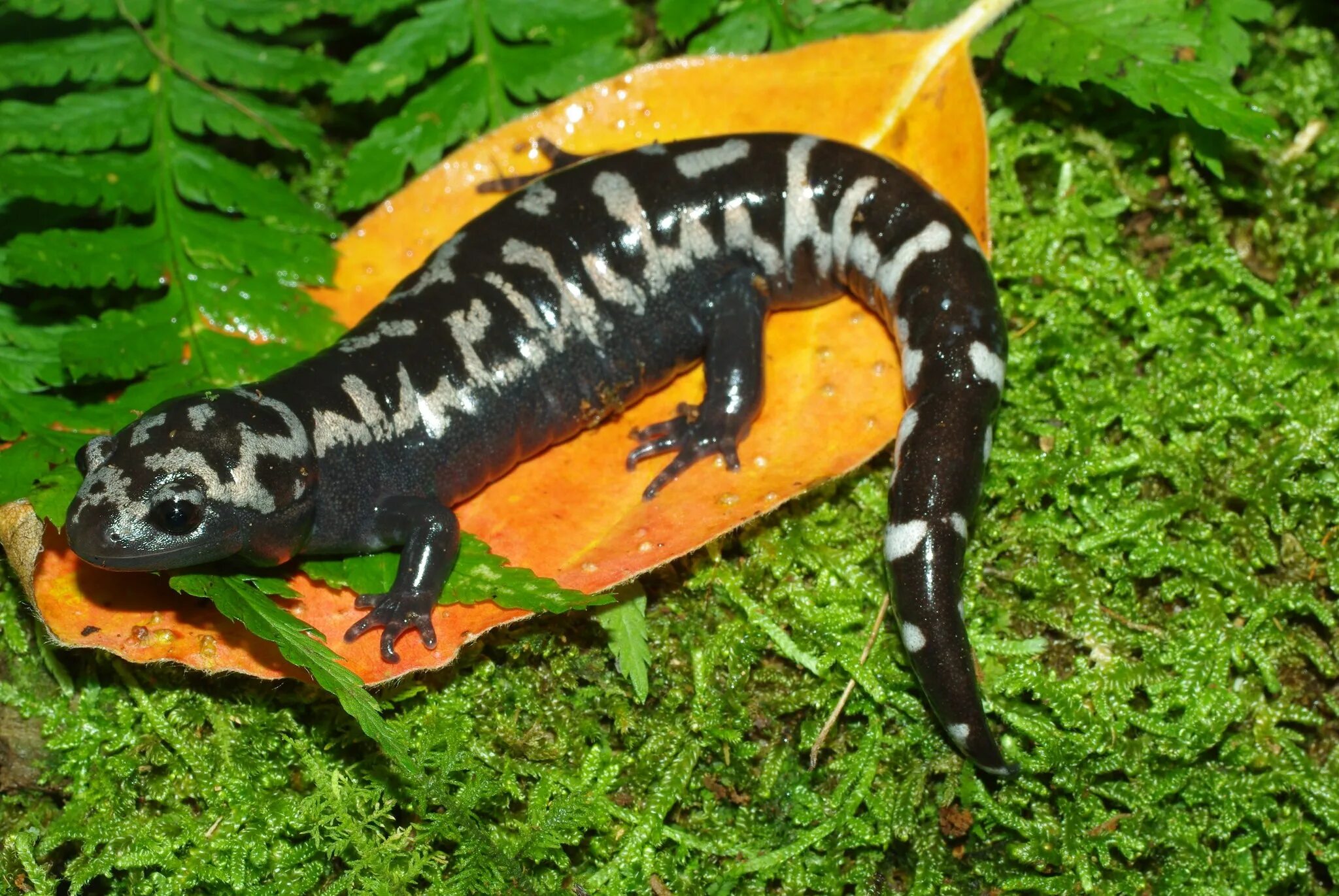 Метаморфоз аксолотля. Амбистома и аксолотль. Аксолотль (Ambystoma mexicanum). Аксолотль взрослый амбистома. Амбистома взрослая особь.