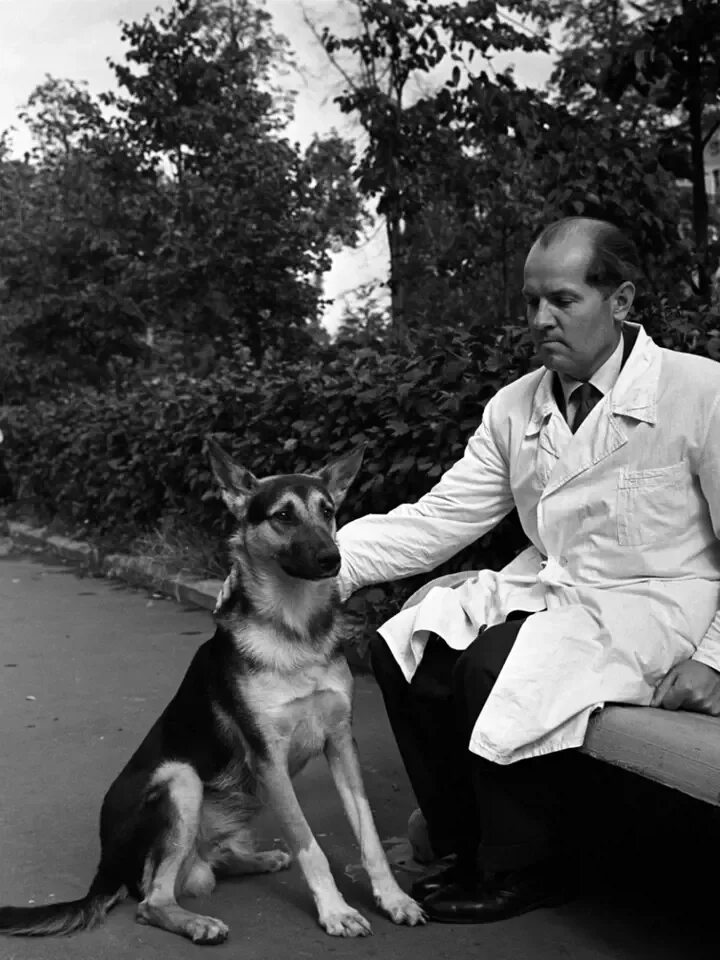 Демихов модель органа. Демихов трансплантолог. Основоположник трансплантологии демихов. Демихов модель органа. Демихов.