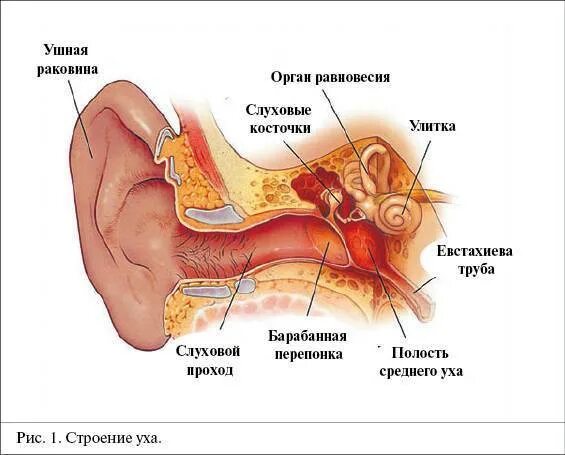 Симптомы евстахиита у взрослых