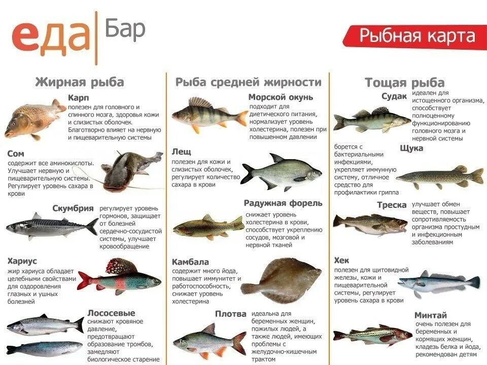 Какие есть типы рыб. Таблица полезности рыбы. классификация рыбы по содержанию жира. жирная морская рыба список для еды. классификация пресноводных рыб.