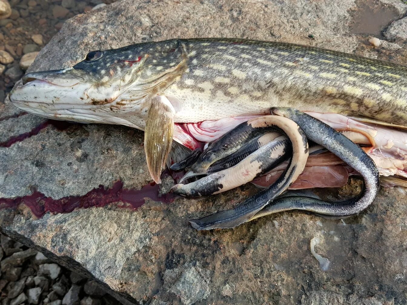 Обыкновенная щука (Esox Lucius). Щука Енисейская. Судак налим. Окольцованная щука. Щука водится