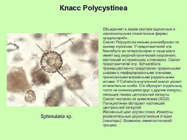 Что характерно для так называемого колониального типа