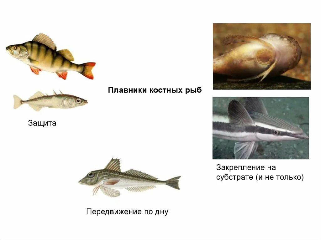 Костные рыбы. Сообщение о костных рыбах. Факты о костных рыбах. Класс костные рыбы. Какие рыбы относятся к классу костные