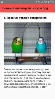Волнистый уход и содержание