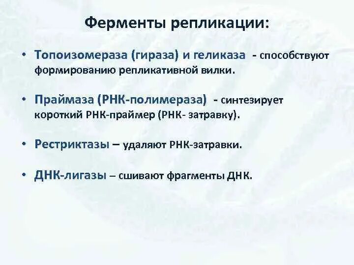 Фермент вилка. Фермент топоизомераза. Формирование репликативной вилки ферменты. Фермент геликаза. Топоизомераза геликаза.