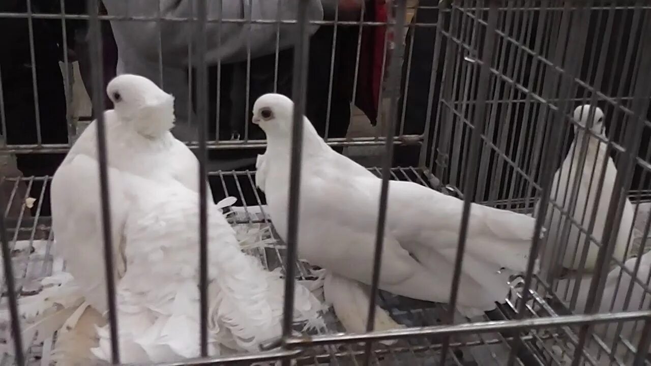 Фестиваль голубей. Показать киргизских голубей. Голуби. Голуби в городе. Фестиваль голубей.