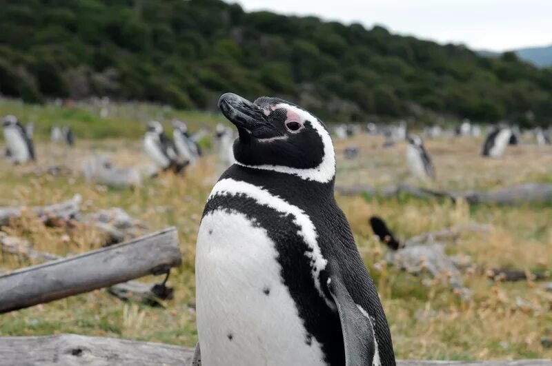 Очковый пингвин обитает