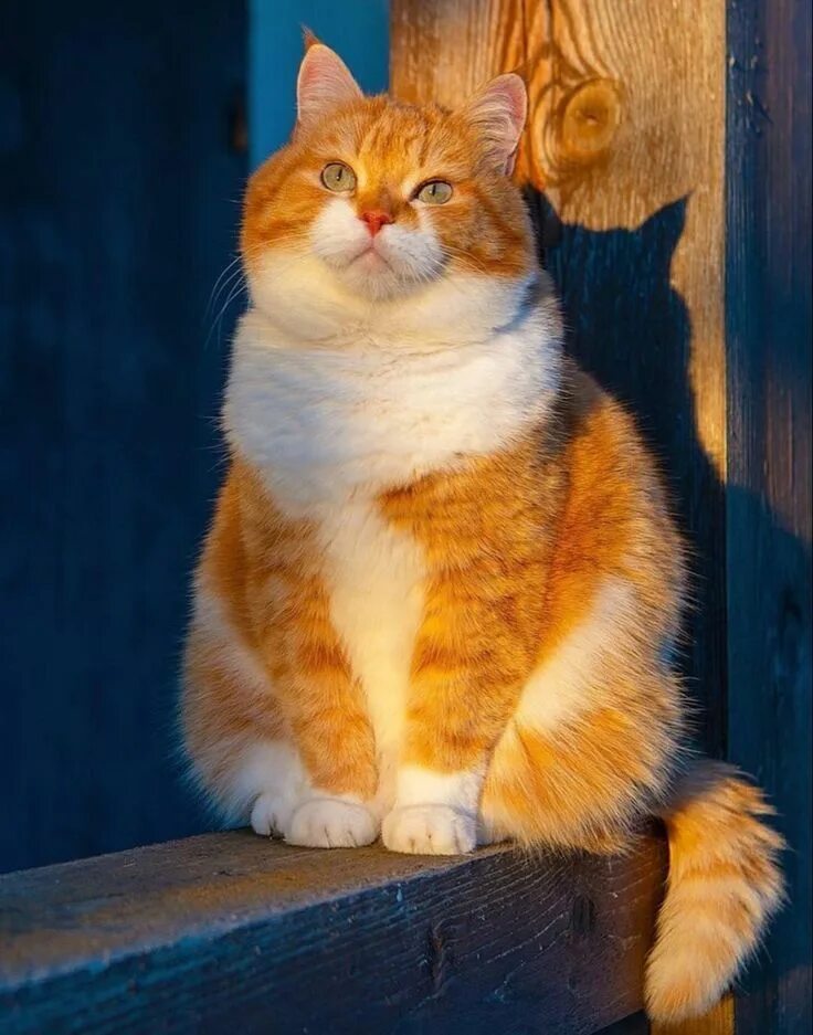 Рыжее солнце рыжий кот рыжий. Рыжий кот. большой рыжий кот. рыжий дворовый кот. рыжий кот с апельсинами.