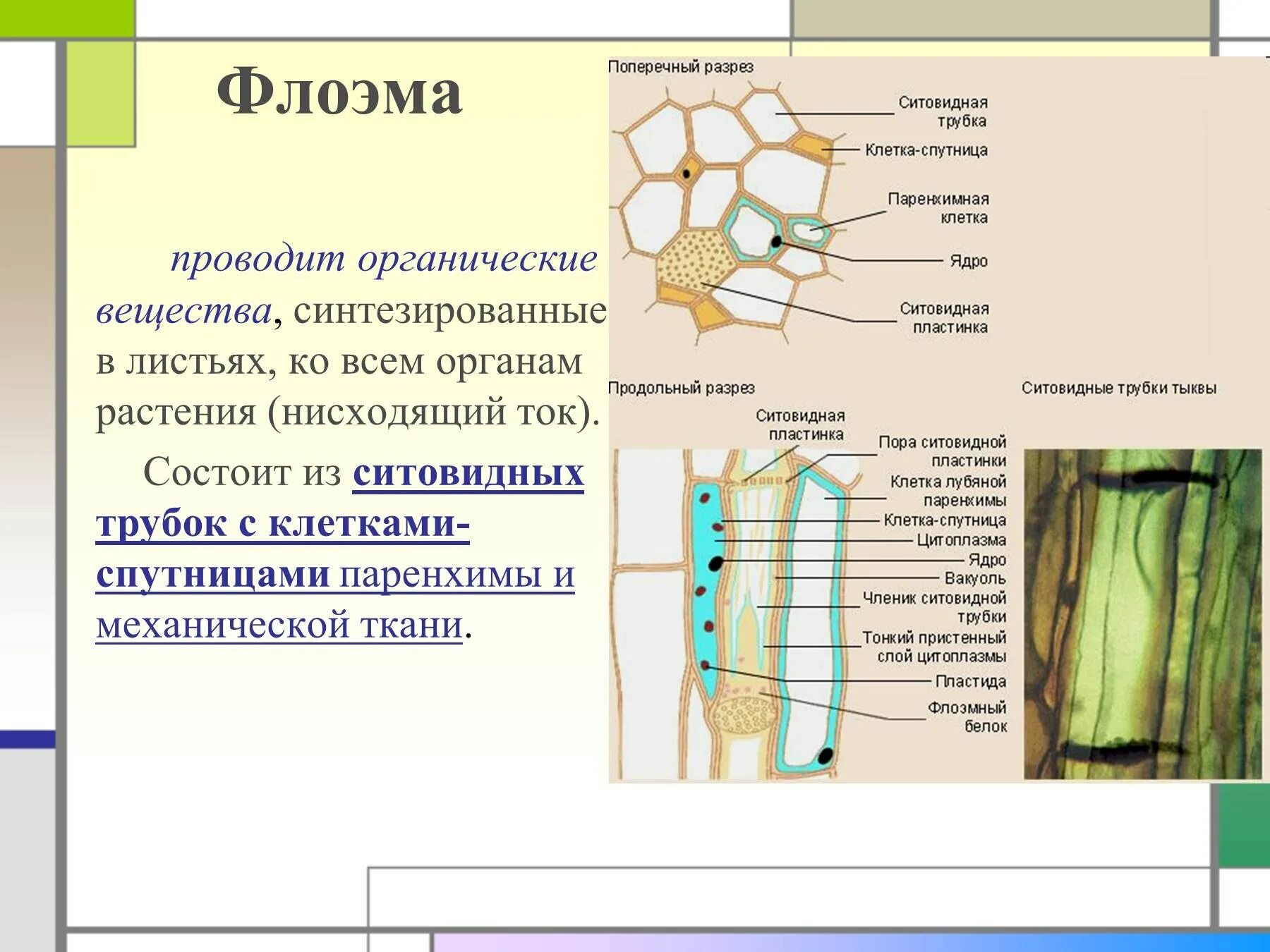 Флоэма образована