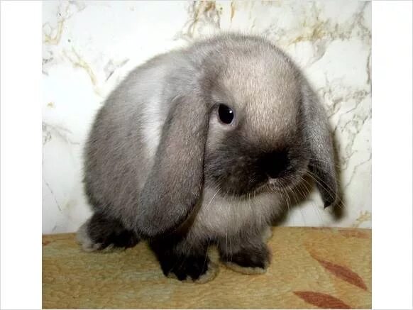 Кролик карликовый баран вислоухий малыш. Карликовый баран кролик рыжий. Декоративные кролики вислоухие баранчики. Сколько живут декоративные кролики вислоухие. Карликовый вислоухий кролик.