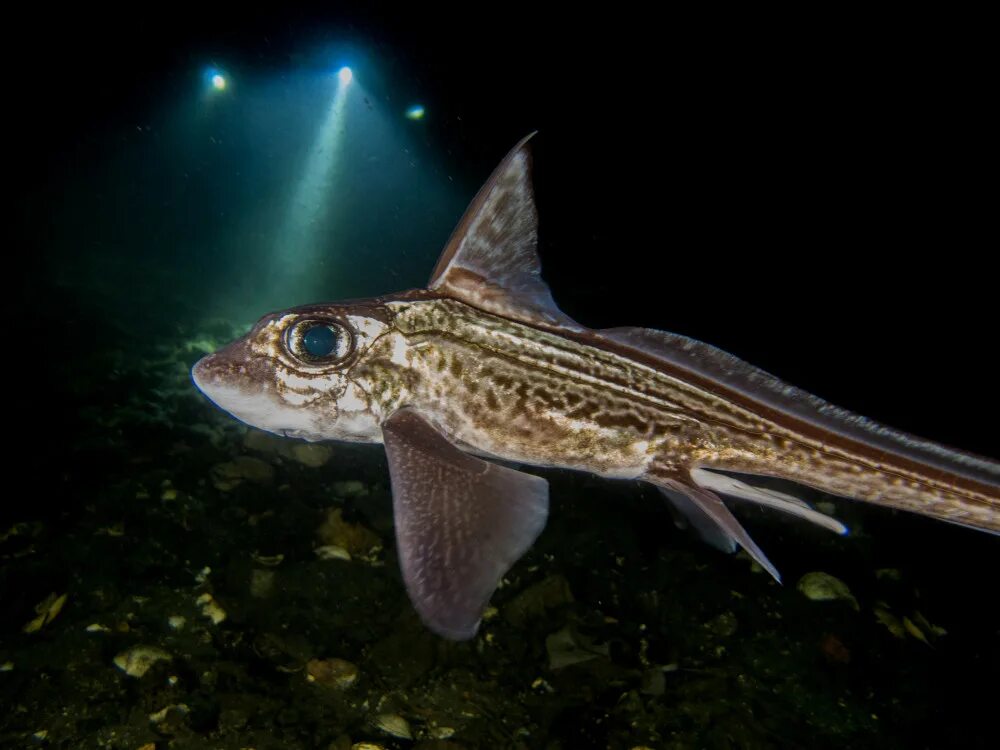 химерообразные хрящевые рыбы. химерообразные хрящевые рыбы. химерообразные. химерообразные рыбы. отряд химерообразные.