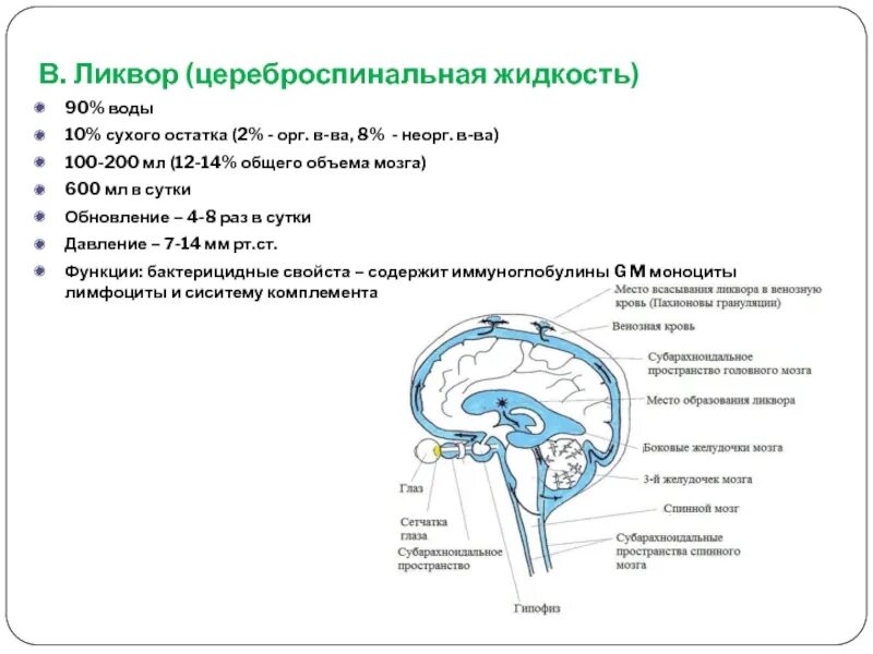 Что такое ликвор мозга. Образование и циркуляция спинномозговой жидкости. Образование спинномозговой жидкости. Основная функция спинномозговой жидкости. Функции спинномозговой жидкости головного мозга.