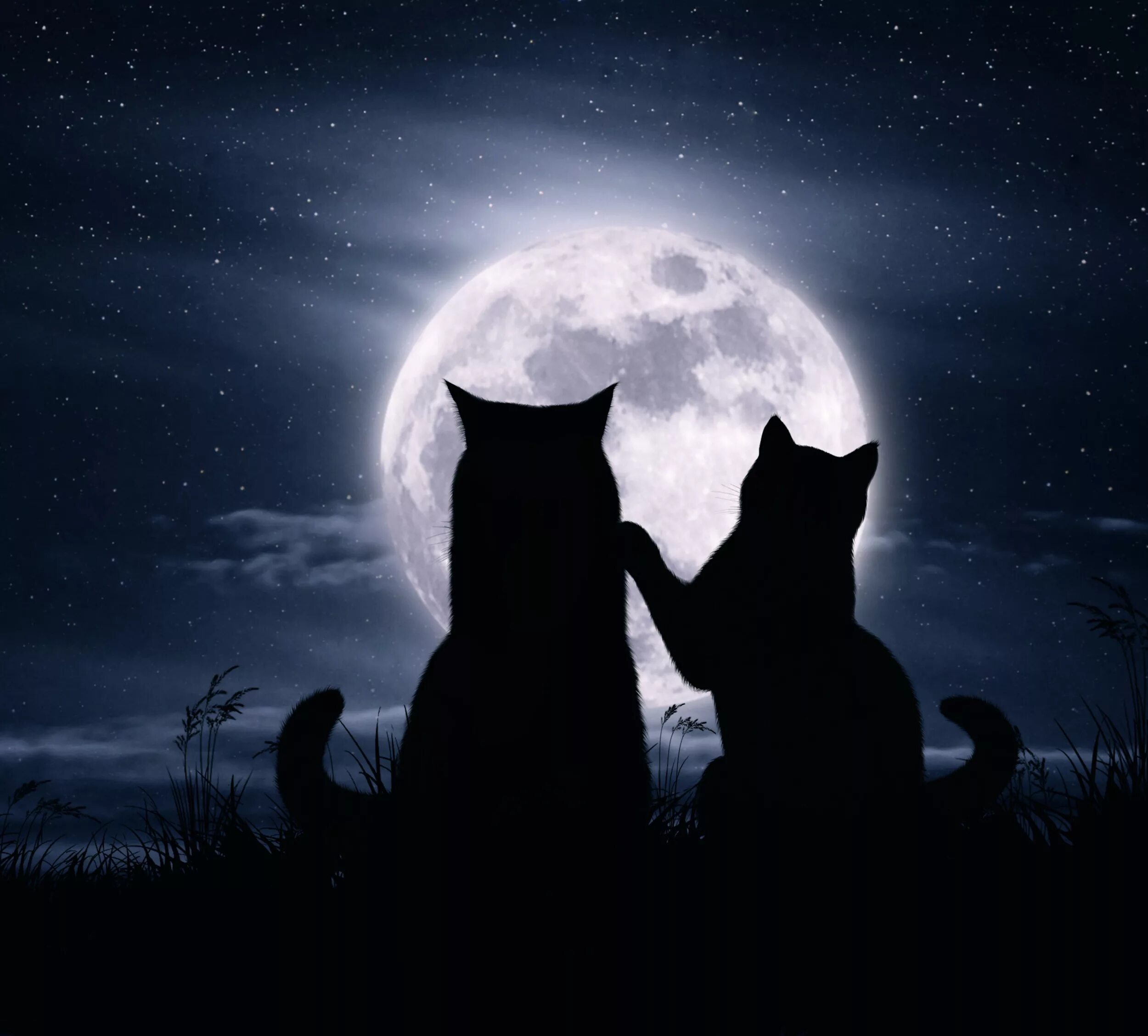 Кошка ночью. Кот и кошка под луной. Кот на Луне. Черная кошка и Луна. Киса ночью