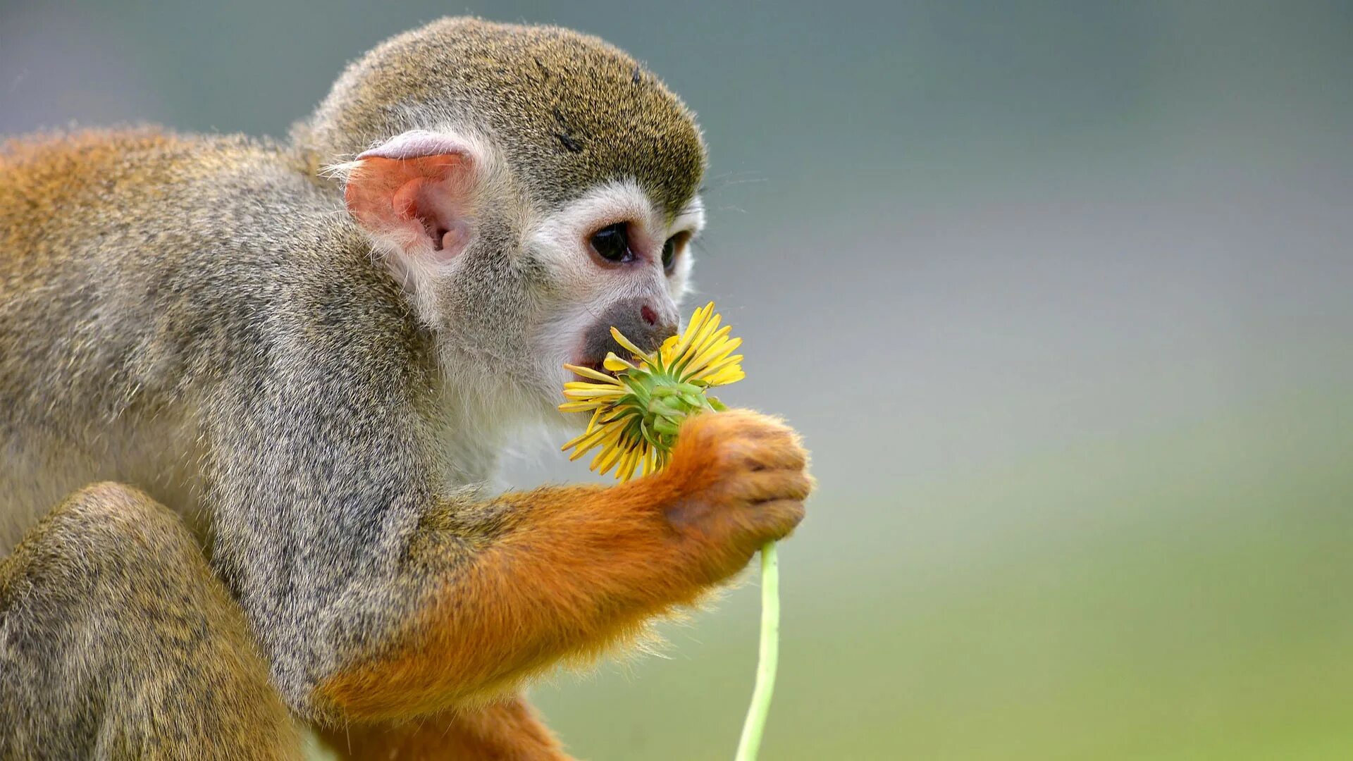 Беличья обезьяна сканворд. Беличий саймири. Рыжеспинный саймири. Беличья обезьяна сканворд. Саймири (лат.