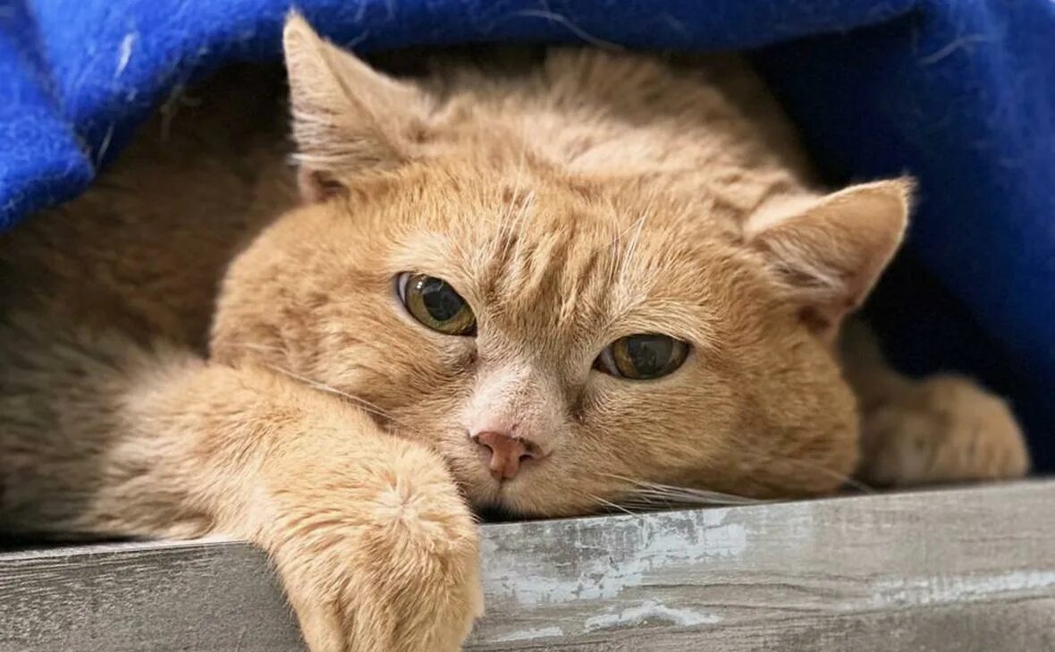 Кот крошик застрял в обувнице. Кот крошик застрял в обувнице