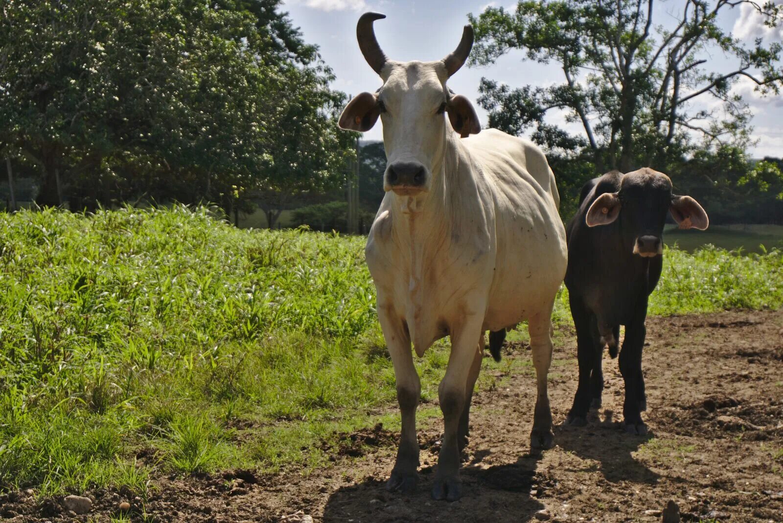 Какой скот. Крупный рогатый скот. животноводство в белизе. cattle insurance. cattle.