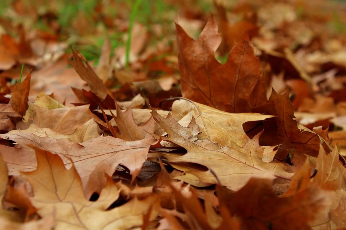 Листовой опад это. Сухие листья. Сухая листва. Сухие осенние листья. Куча сухих листьев.