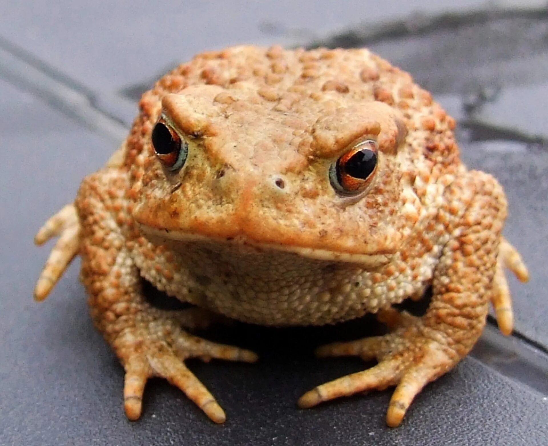 Лягушка француз. Жаба Bufo. Тоад жаба. Недовольная жаба. Французская лягушка.