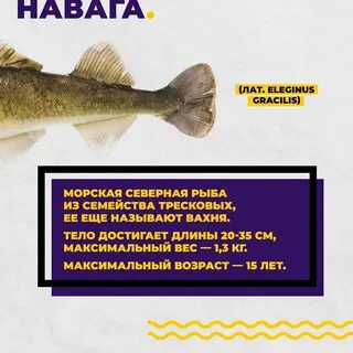 Польза рыбы навага для организма