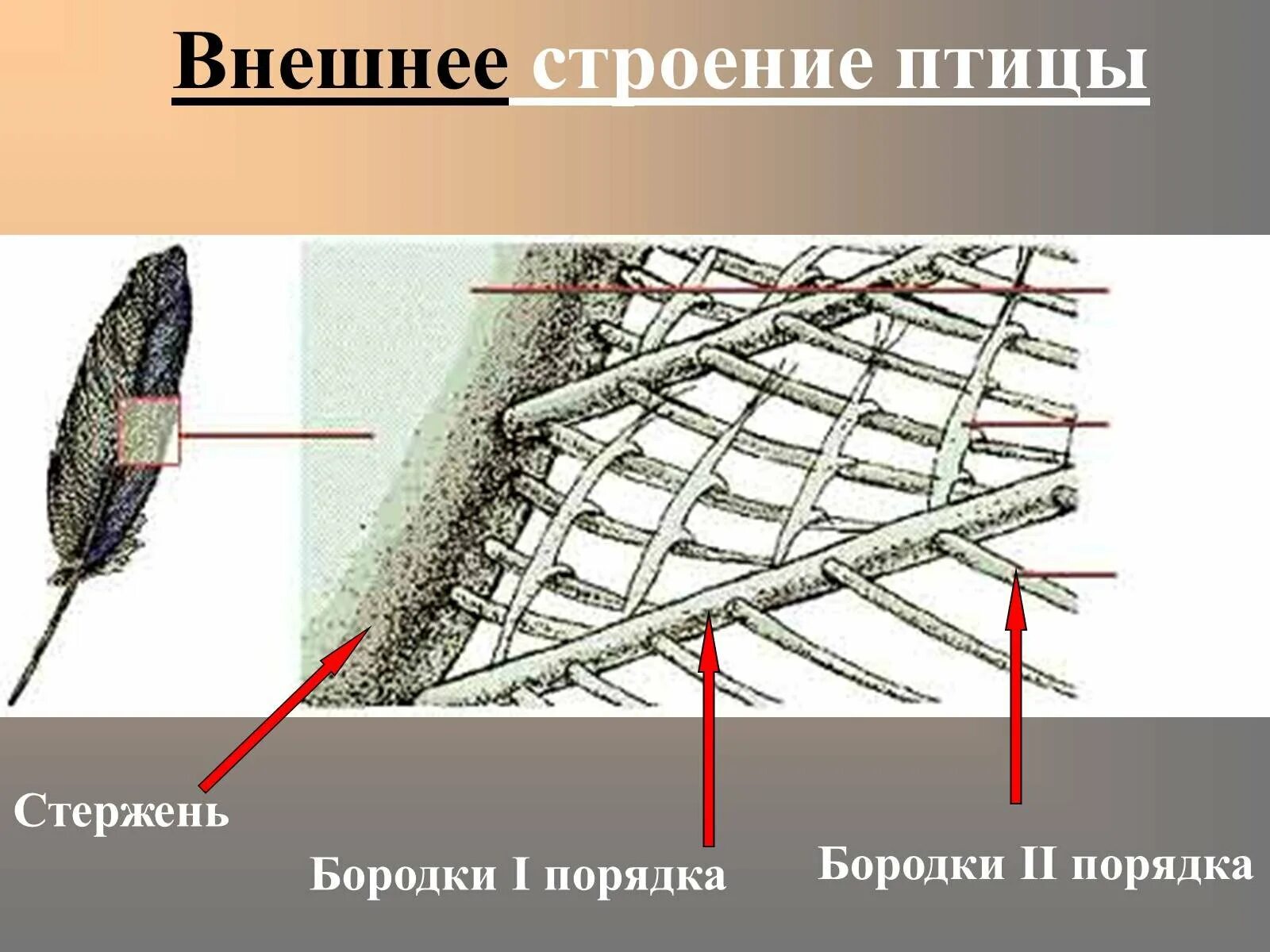 Рассмотрите набор перьев птицы. Строение пера птицы стержень бородки. Перо птицы строение. Строение контурного пера птицы. Строение птичьего пера.