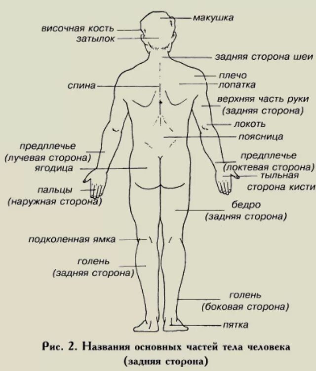 Где находится картинки. Части тела человека сзади. Части тела человека сзади названия. Как называются части тела сзади. Как называются все части тела сзади у человека.