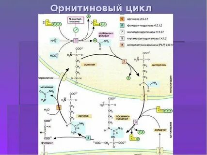 Орнитиновый цикл в печени