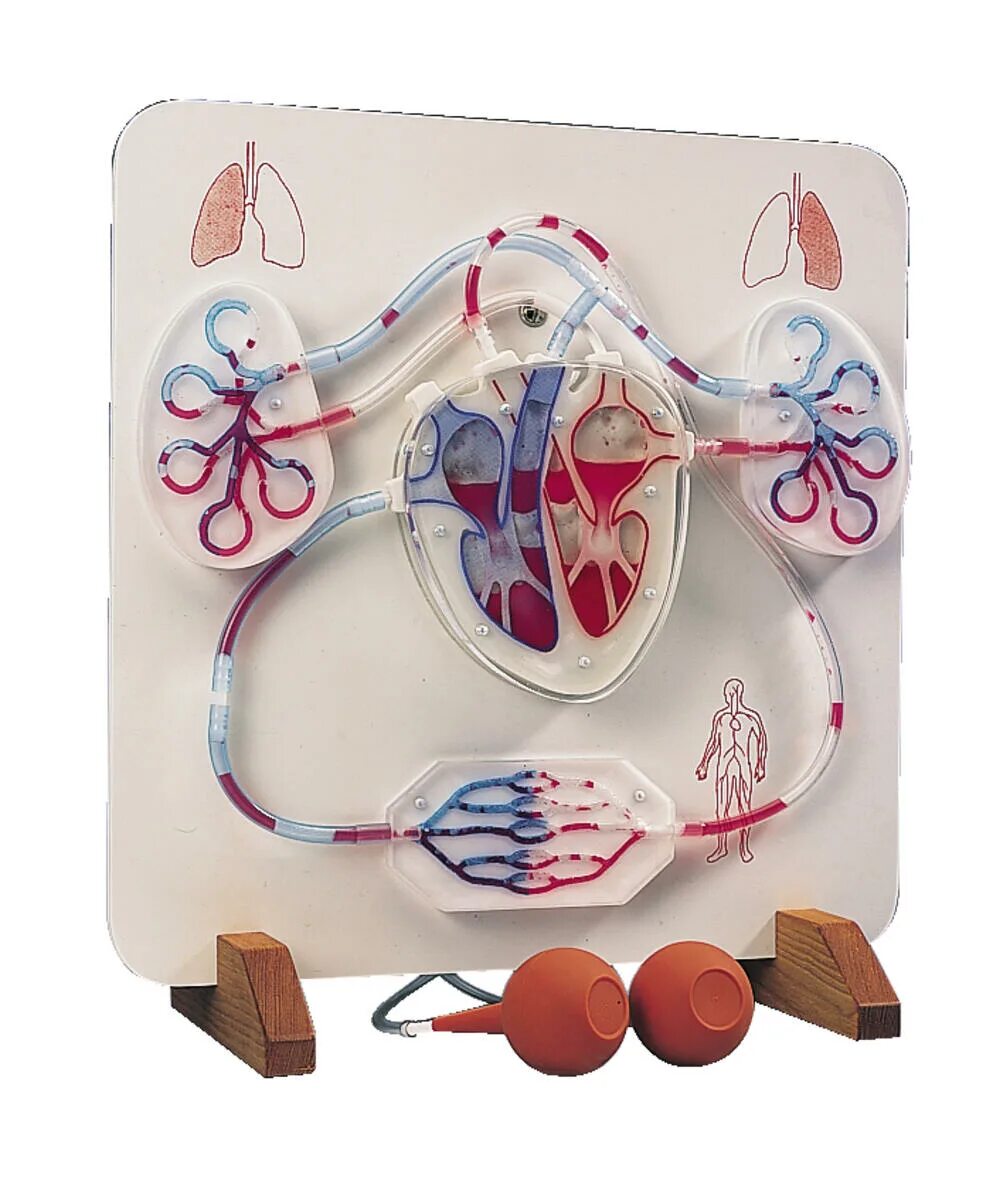 Модель кровеносной системы человека. Кровеносная система человека анатомия 3d. Макет кровеносной системы человека. Циркуляторная система человека анатомия. Модель системы кровообращения.