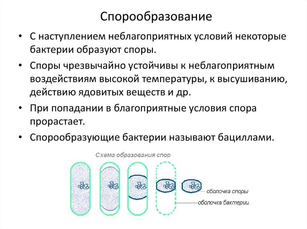 Процесс образования спор. Образование спор у бактерий 5 класс биология. процесс спорообразования у бактерий. схема спорообразования у бактерий микробиология. спора бактерии образование.