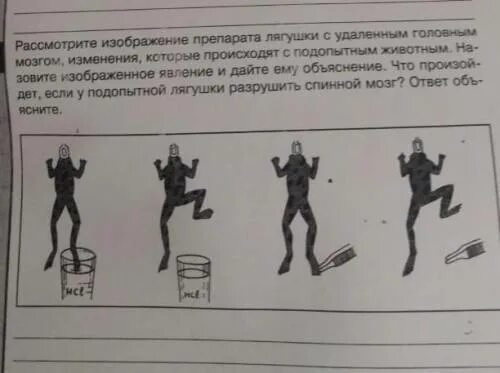 Рассмотрите рисунок 152 в и объясните почему. Рассмотрите рисунок объясните. Разрушение спинного мозга лягушки. 164. Рассмотрите рисунки.. 209. Рассмотрите рисунок..