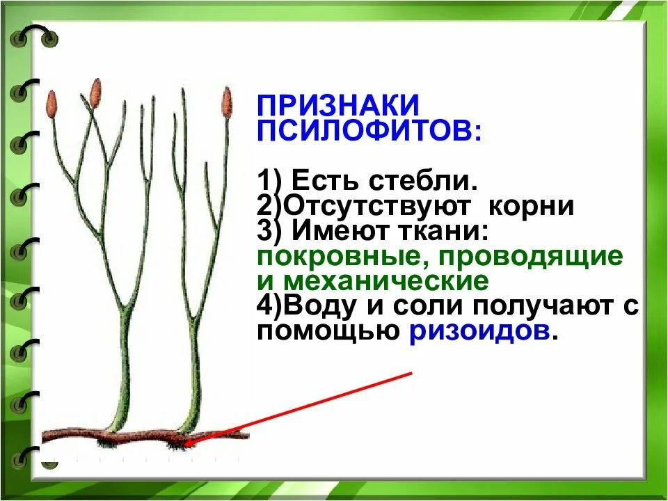 Псилофиты и риниофиты строение. Псилофиты размножение. Высшие споровые растения псилофиты. Ризоиды у псилофитов.