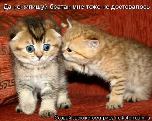 не кипишуй уладим. все ништяк не кипишуй. Psp мем. вокруг шум пусть так не кипишуй всё. все ништяк не кипишуй.