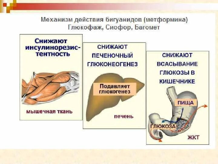 Механизм действия бигуанидов. Механизм действия препаратов группы бигуанидов. Эффекты бигуанидов. Побочные эффекты бигуанидов.