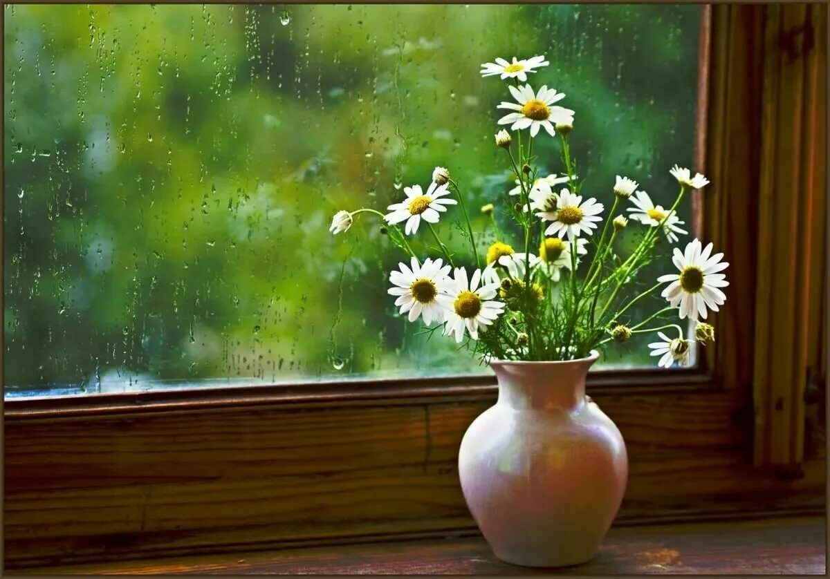 Если ночью дождь напролет утром ярче заря. Цветы на окне. Ромашки на окне. Полевые цветы на подоконнике. Букет ромашек на окне.