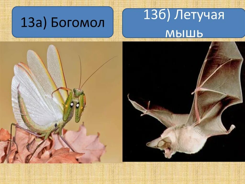 Богомол черты приспособленности. Богомол и летучая мышь взаимоотношения. Богомол приспособленность. Приспособленность к среде у богомола. Приспособленность к биотическим факторам летучей мыши.