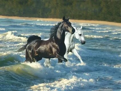 Лошади белого моря