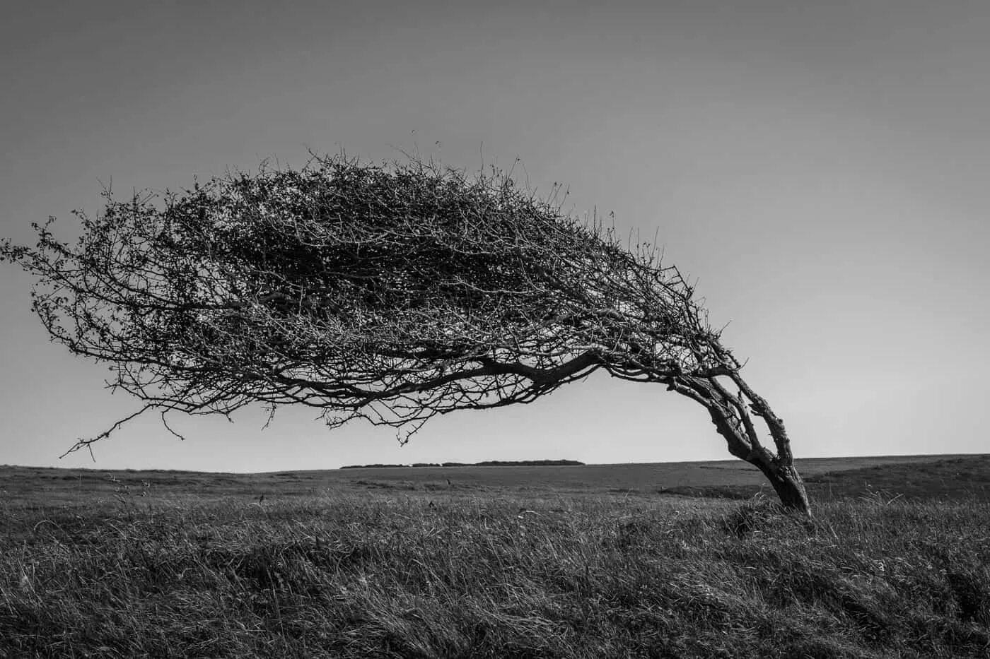 Флагообразная крона. Одинокое дерево на ветру. Дерево на ветру. Сухое дерево.