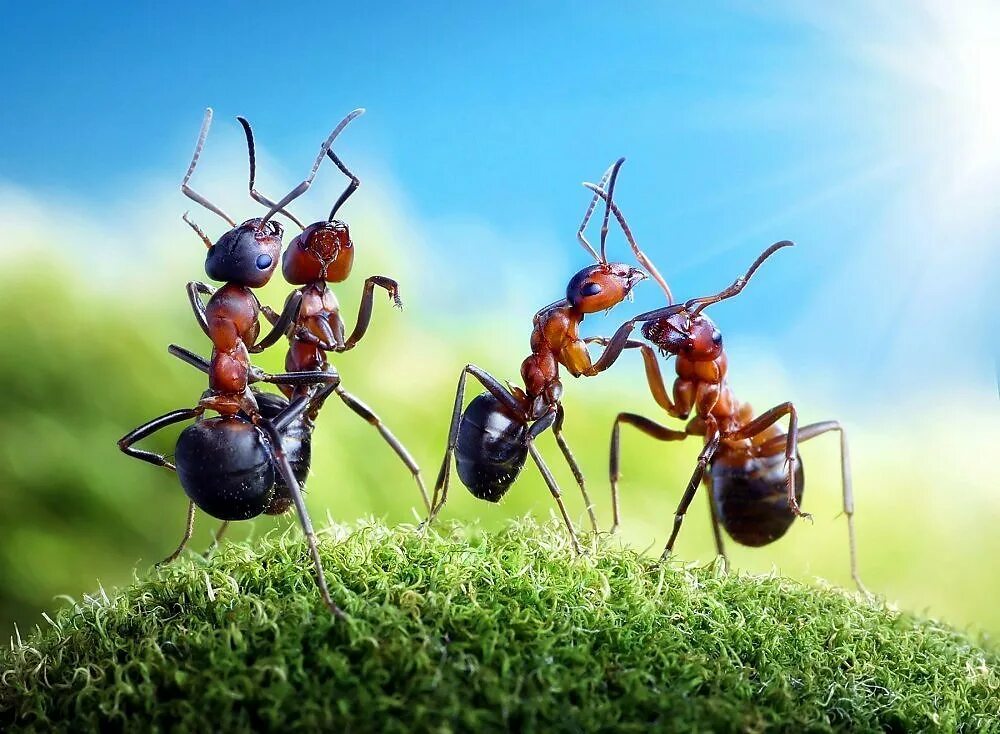 Картинки муравьев. Муравьи. Муравей фото для детей. Враги муравьев. Интересное о муравьях.