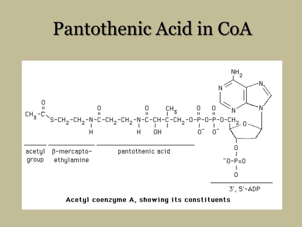 Кофермент ацетил коа. Ацетил коа формула биохимия. Ацетилкоэнзим а формула. Ацетил коэнзим коа. Химическая структура ацетил коа.