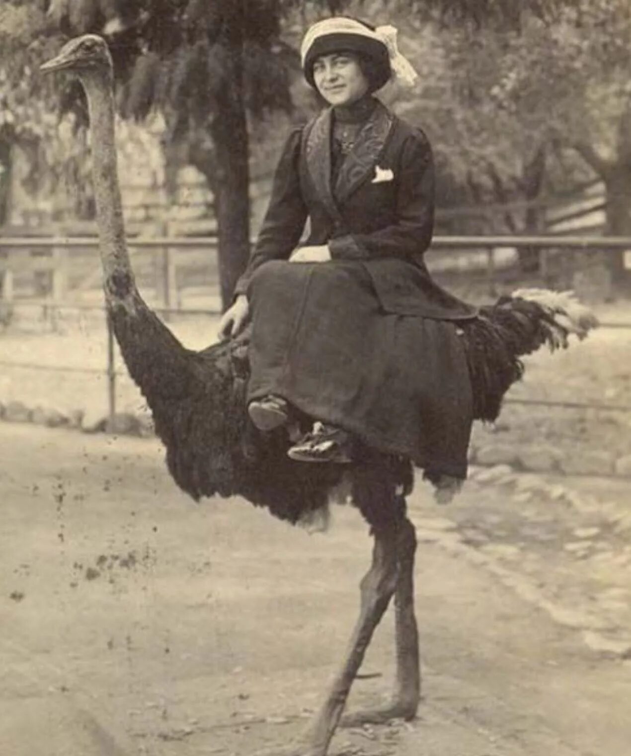Девушка на страусе. Старинные странные снимки. Катание на страусах. Исторические фотографии. Старые смешные картинки